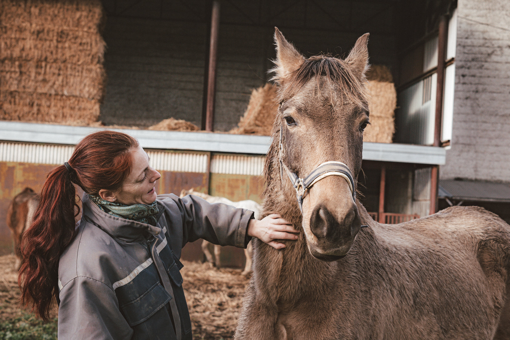 Gestion et exploitation des équidés : Quand hommes et chevaux vivent ensemble
