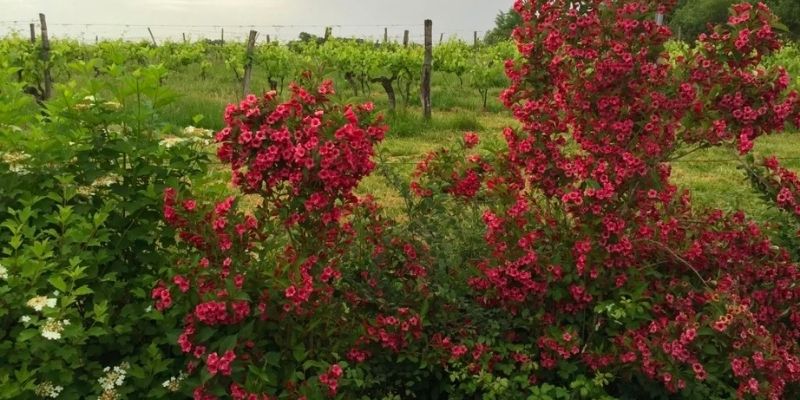 VIGNERON EN BIODYNAMIE PLIER LES BAGUETTES ET EBOURGEONNAGE - 4 Jours - Parleboscq (40)