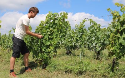 Vigneron Bio en agro dynamie  Module-I : Planter la vigne préparation au passage du BP