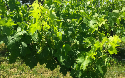 Vigneron en biodynamie Module-II : Plier les baguettes préparation au passage du BP