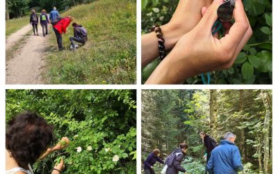 Bac Pro CGEA – PPAM – Cueillette et production des plantes médicinales