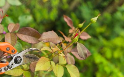 Production des petits fruits rouges – Arboriculteur en biodynamie (40h)